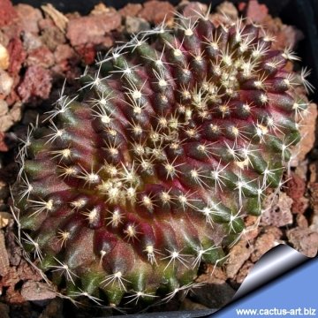 8436 cactus-art Cactus Art
